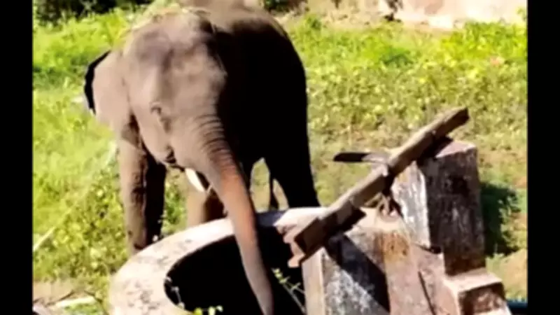 Wild Elephant Omkar Stranded in Goa-Maharashtra Border Dispute