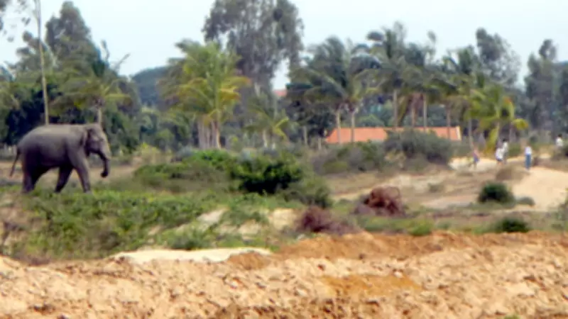 Wild Elephants Enter Village Near Denkanikottai in Search of Food and Water