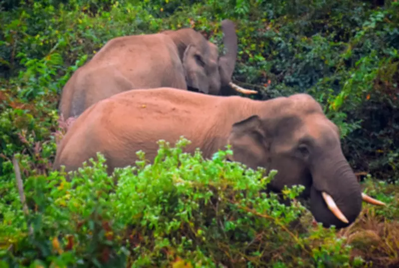 Wild Elephants Stray into Bhubaneswar's Sikharchandi Area, Sparking Panic Among Residents