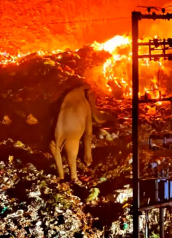 Wild Tusker Padayappa Narrowly Escapes Munnar Waste Plant Fire