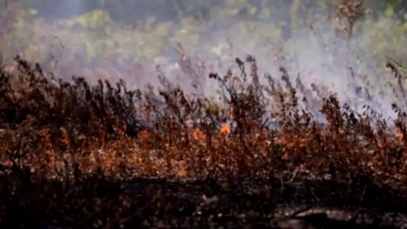 Wildfires Intensify in Eastern US, Fueled by Climate and Drought
