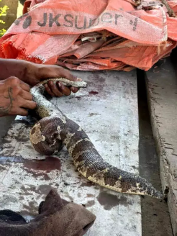 Wildlife Activist Rescues Boa Constrictor Stuck in Tar at Navsari Godown
