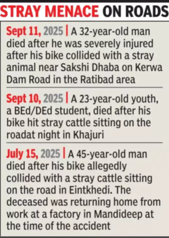 Woman Dies After Falling from Scooter Frightened by Stray Bulls in Bhopal