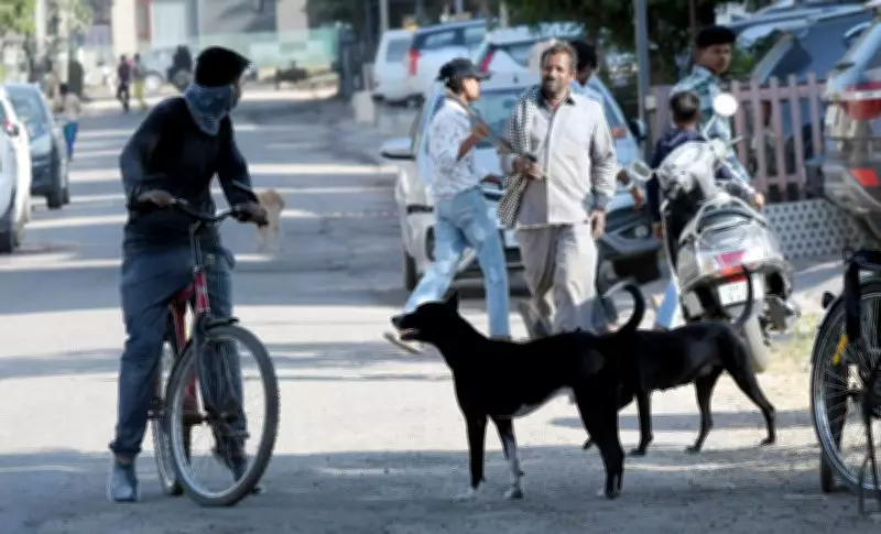 Woman Mauled by Stray Dogs in Panchkula Park Second Time in 2 Months