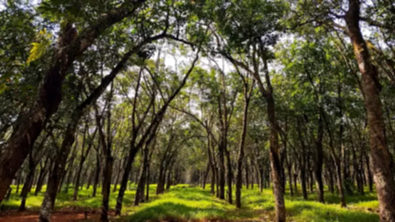 Word of the Day: April 25 - Arboreal Meaning and Usage