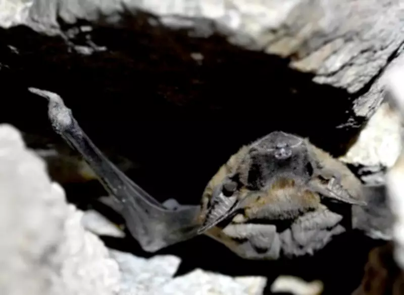 World Heritage Day: Bats Illuminate Tughlaqabad Fort's Hidden Ecological Secrets