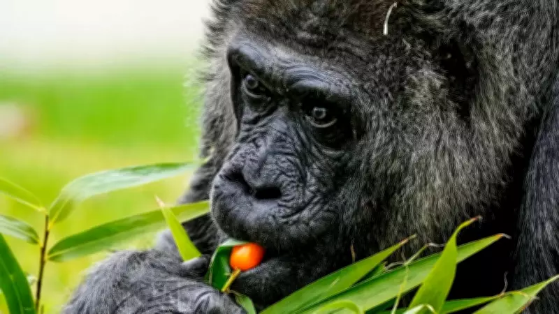 World's Oldest Captive Gorilla Fatou Celebrates 69th Birthday at Berlin Zoo
