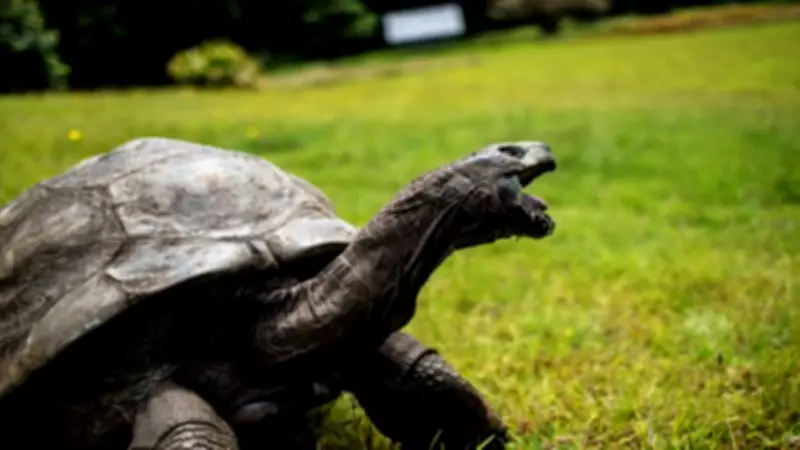 World's Oldest Tortoise Jonathan Alive, Death Reports Debunked as Crypto Scam