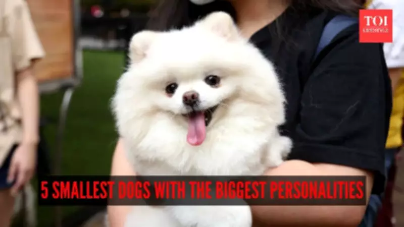 World's Tiniest Dog Breeds: Small Size, Giant Personalities