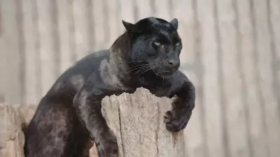10 Best Places to Spot the Elusive Black Panther in India