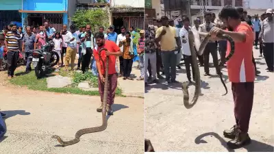 12-Foot King Cobra Rescued from Crowded Ganjam Locality, Panic Ensues