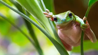 5 Animals That Breathe Through Their Skin and Why Humans Can't