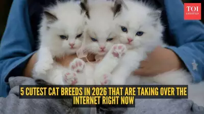 5 Cutest Cat Breeds in 2026 That Are Taking Over the Internet Right Now