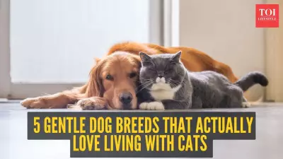 5 Gentle Dog Breeds That Love Living with Cats Peacefully