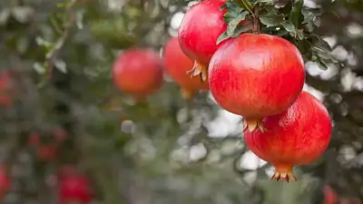 5 Indian Summer Fruits You Can Easily Grow in Your Backyard