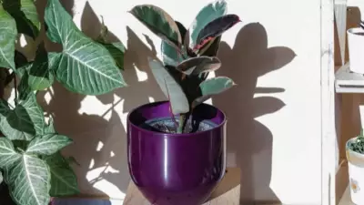 6 Indoor Plants to Keep Your Home Cool During Summer Naturally