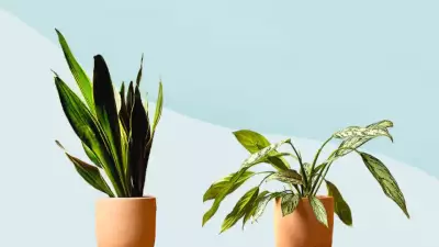 6 Low-Maintenance Plants That Thrive Even If You Forget to Water Them