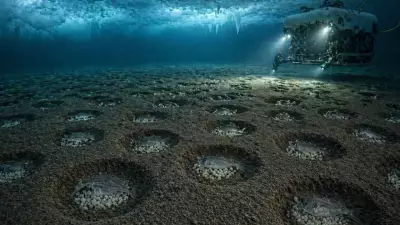 60 Million Fish Nests Discovered Under Antarctic Ice in Massive Breeding Colony