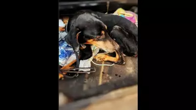 Abandoned Doberman Rescued from Maggot-Infested Wound in Goa Trench