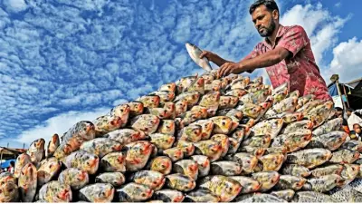 AI-Powered Hilsa Forecasting System Launched in Bay of Bengal to Aid Fishermen