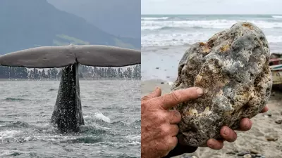Ambergris: The 'Floating Gold' Whale Vomit Worth Millions