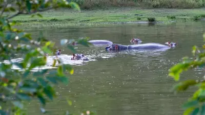 Anant Ambani Offers to Save 80 Hippos in Columbia, Relocate to Vantara