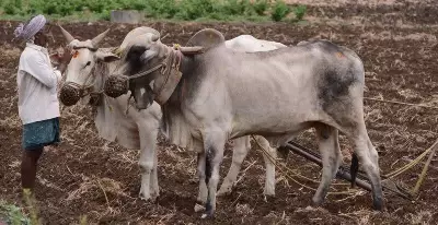 Andhra Pradesh to Launch Generic Veterinary Medicine Shops for Livestock