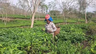 Assam 2026 Elections: Land, Cash, or Tribal Status to Decide Tea Garden Votes