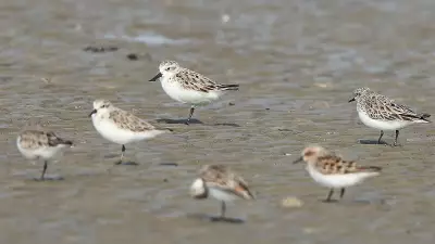 Bar-tailed Godwit's Epic 8,000 km Non-stop Flight from Alaska to Australia