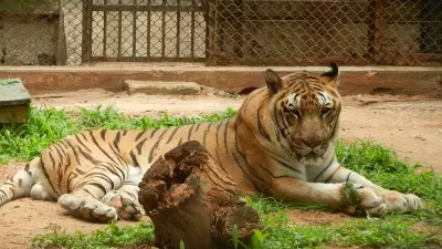 Bengal Tiger Pruthvi Dies After Illness at Mysuru Zoo, Karnataka
