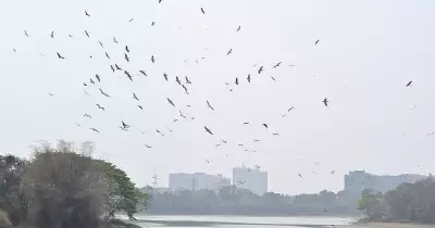 Bengaluru Lakes Now Run on Sewage; Study Reveals Alarming Ecological Shift