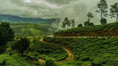 Bengaluru's Expensive Tree Plantation Drives Show Minimal Survival Rates