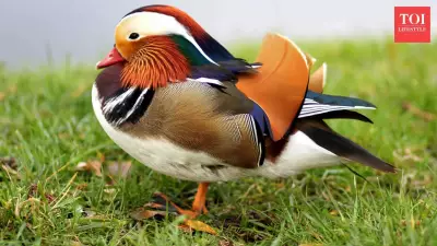 Beyond Peacocks: 5 of the World's Most Spectacularly Colorful Birds