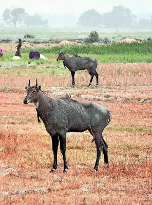Bihar Kills 3,092 Nilgai in 2025-26 to Protect Crops from Attacks