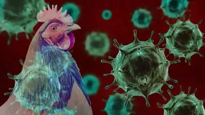 Bird Flu Outbreak in Bengaluru: H5N1 Confirmed at Hesaraghatta Poultry Farm