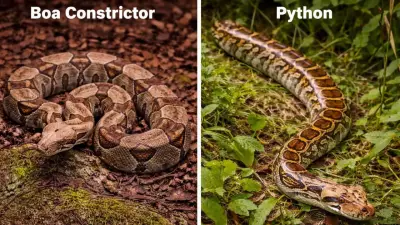 Boa Constrictor vs Python: Key Differences in Size, Habitat, and Reproduction