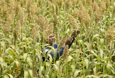Buxar Farmers Face Seed Shortage, Miss Garma Crop Sowing Window