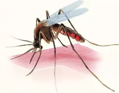 Calicut University Researchers Launch Startup for Eco-Friendly Mosquito Control