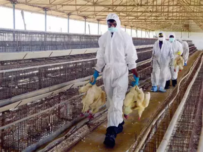 Central Experts Assess Chhattisgarh Bird Flu Outbreak as Poultry Economy Suffers