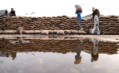 Centre Eases Wheat Quality Norms for Punjab Farmers Hit by Weather Damage