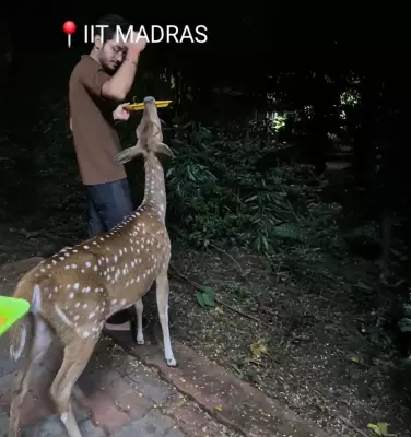 Deer Walks into IIT Madras Hostel Room, Begs for Dosa in Viral Video
