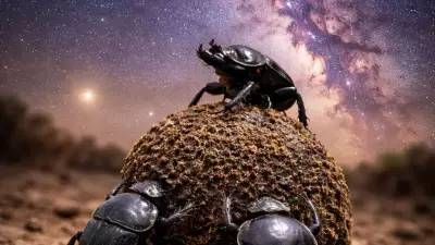Dung Beetles Use Milky Way for Navigation, Revealing Animal Intelligence