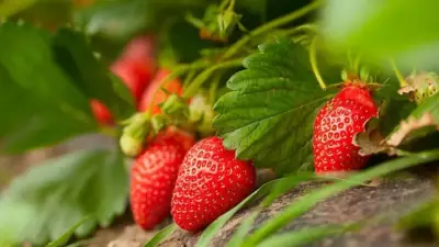 Easy Tips for Growing Strawberries at Home