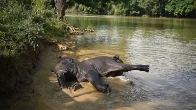 Elephant Calf Plunges into 20-Foot Well in Karnataka, Rescue Operation in Progress