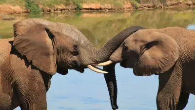 Elephants Use Individual 'Names' to Communicate, New Research Reveals