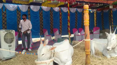 Farmers Install Coolers at Cattle Fair to Beat Heat in Madduramma Jatra Mahotsava