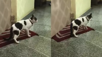 Feline Feud: Bengaluru Neighbors Clash Over Unplanned Litter of Kittens