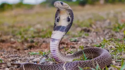Four-Year-Old Girl Dies from Snake Bite in Kerala