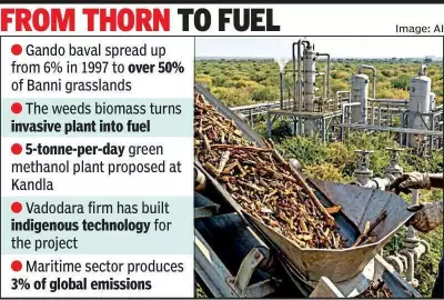 Gando Baval: From Ecological Menace to Green Methanol Pioneer in Gujarat