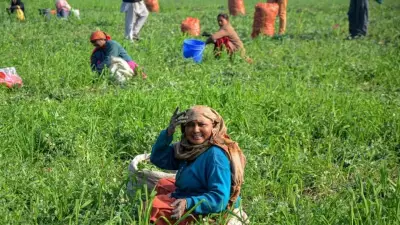 General Castes Gain More from Telangana's Agriculture Schemes, Caste Data Shows